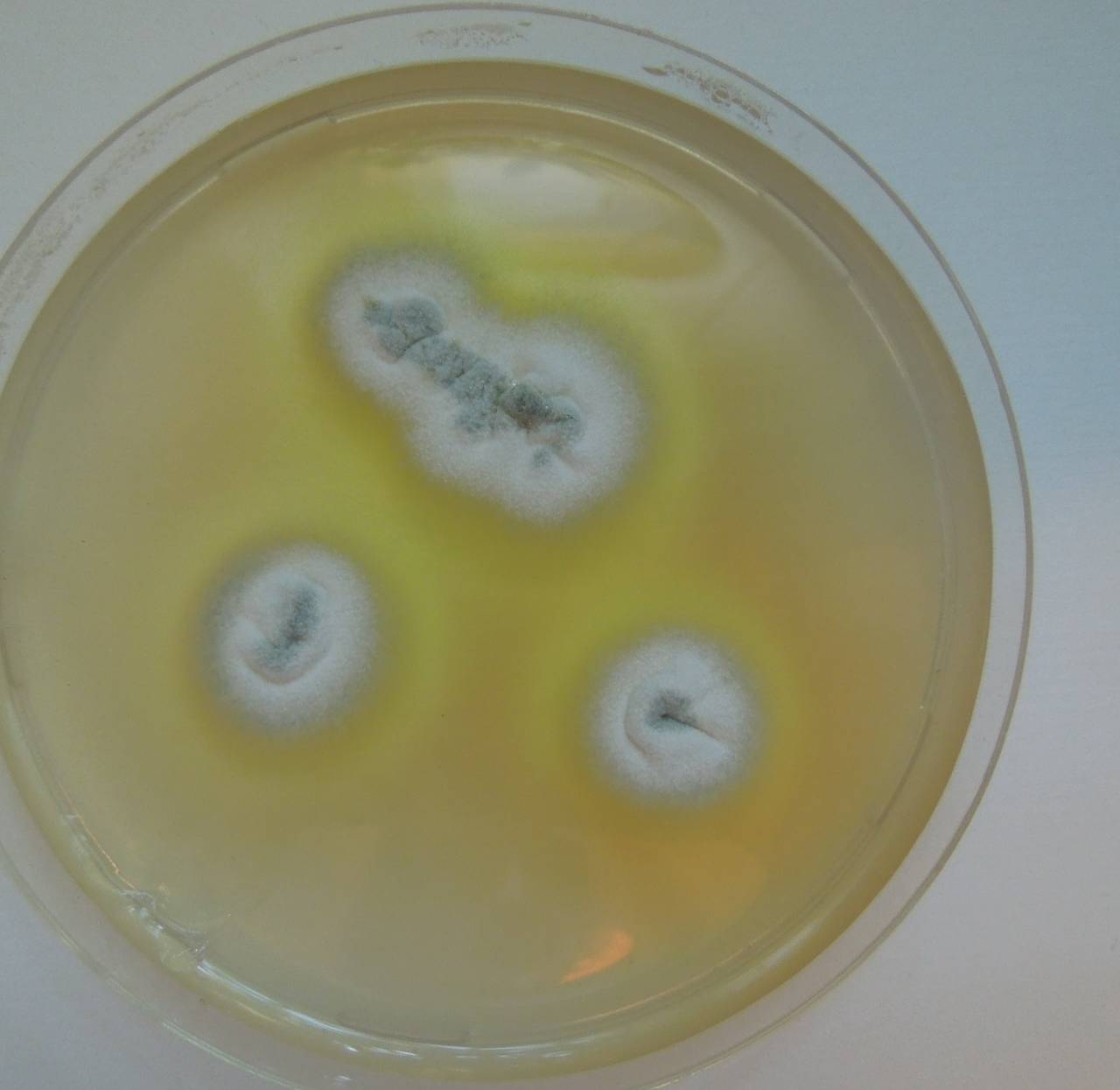 MSU_FS-01637 01, Район Лак Дыонг (Lạc Dương district), Lâm Đồng province (Vietnam)