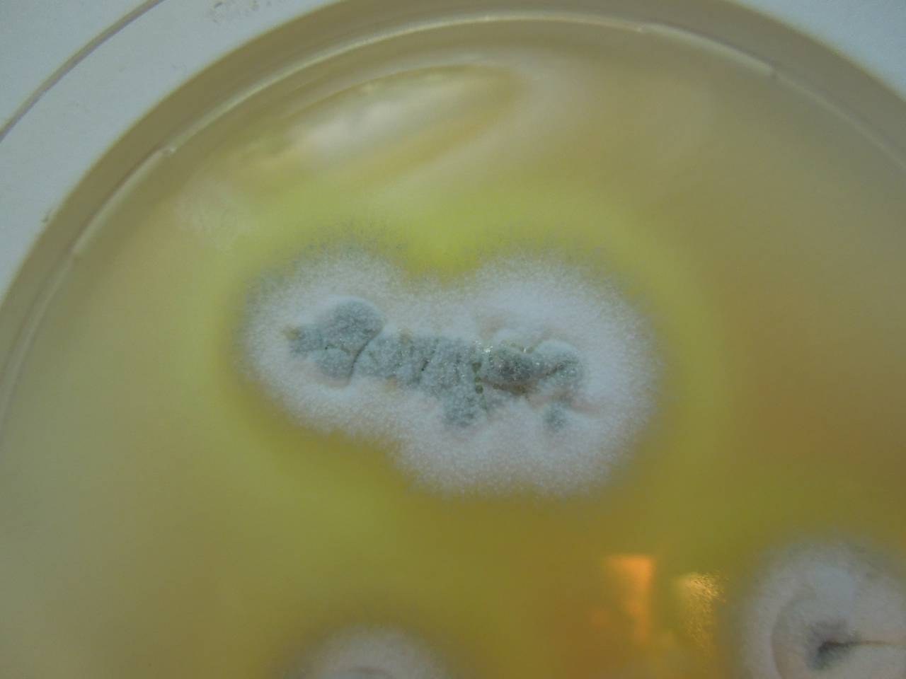 MSU_FS-01637 01, Район Лак Дыонг (Lạc Dương district), Lâm Đồng province (Vietnam)