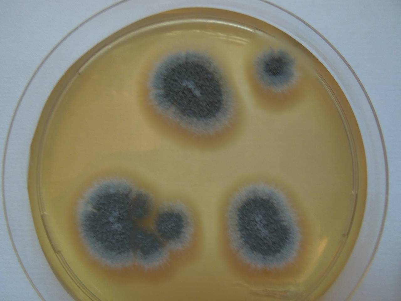 MSU_FS-01641 01, Район Лак Дыонг (Lạc Dương district), Lâm Đồng province (Vietnam)