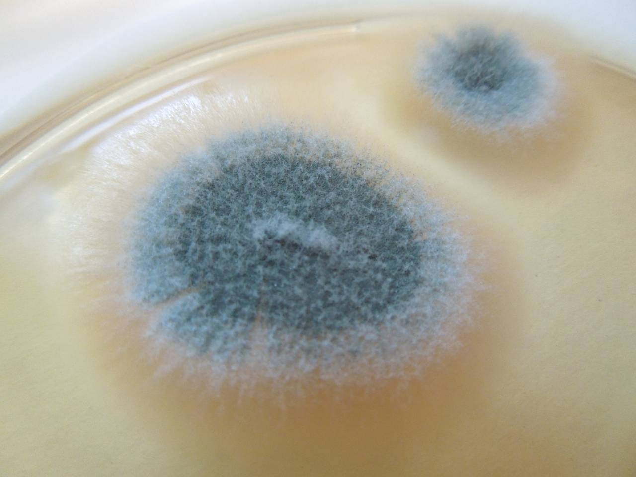 MSU_FS-01641 01, Район Лак Дыонг (Lạc Dương district), Lâm Đồng province (Vietnam)