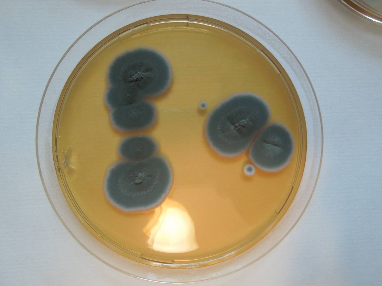 MSU_FS-01645 01, Район Лак Дыонг (Lạc Dương district), Lâm Đồng province (Vietnam)