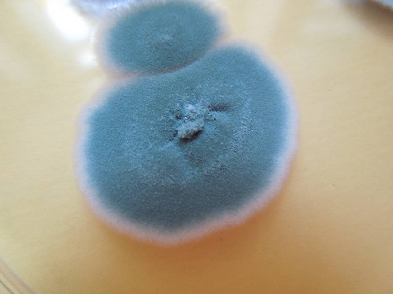 MSU_FS-01645 01, Район Лак Дыонг (Lạc Dương district), Lâm Đồng province (Vietnam)