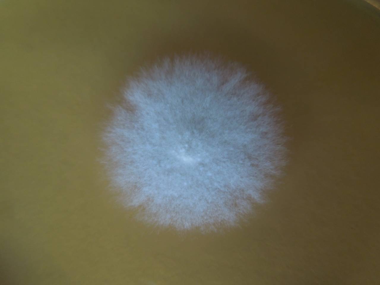 MSU_FS-01649, Район Тан Фу (Tân Phú districts), Đồng Nai province (Vietnam)