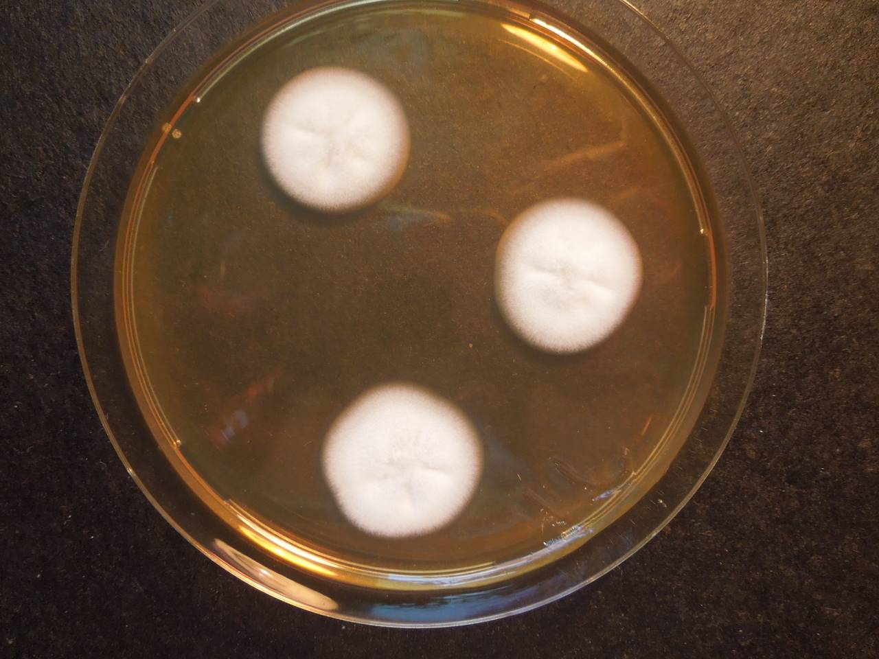 MSU_FS-01651 01, Район Тан Фу (Tân Phú districts), Đồng Nai province (Vietnam)