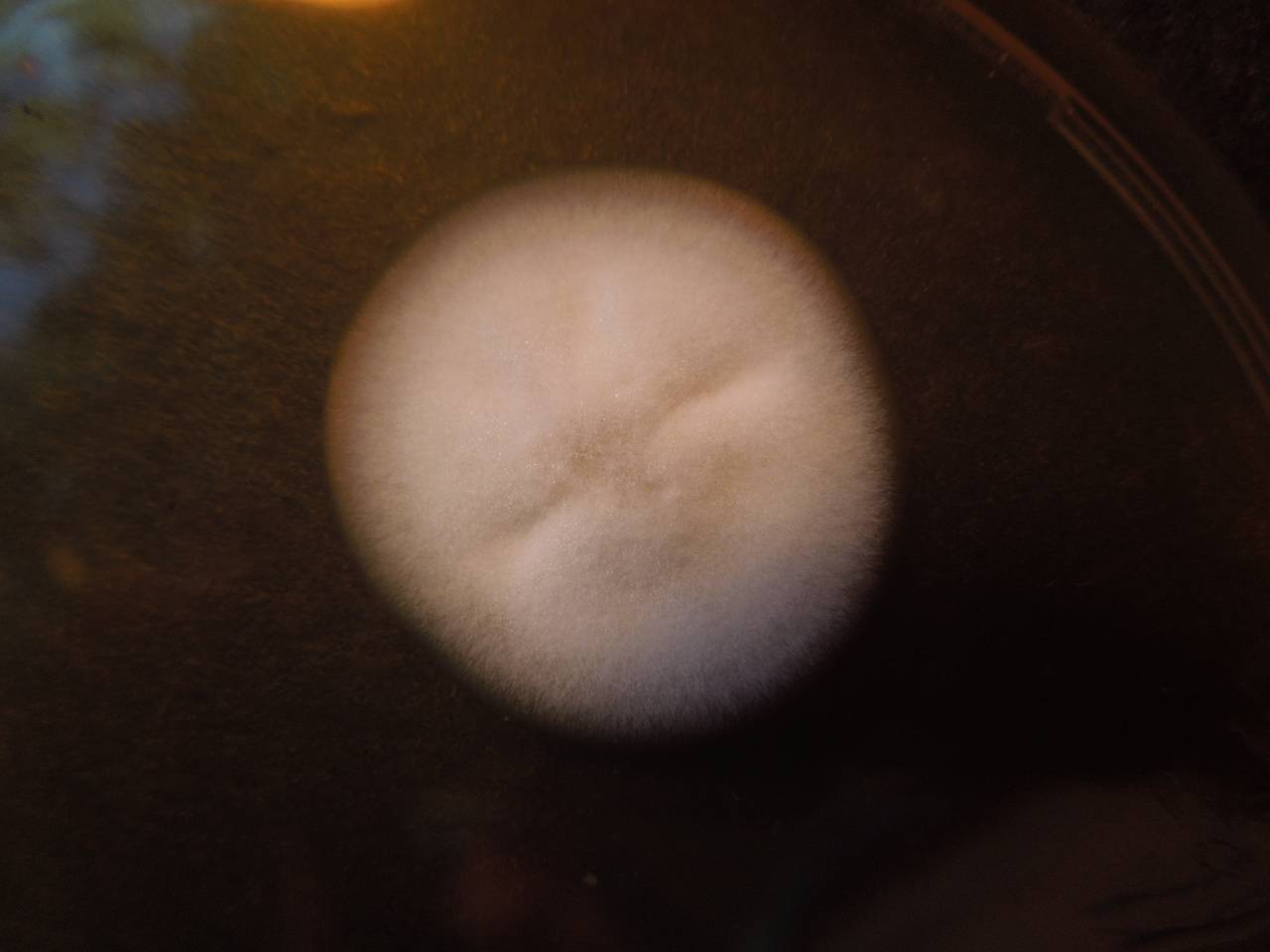 MSU_FS-01651 01, Район Тан Фу (Tân Phú districts), Đồng Nai province (Vietnam)