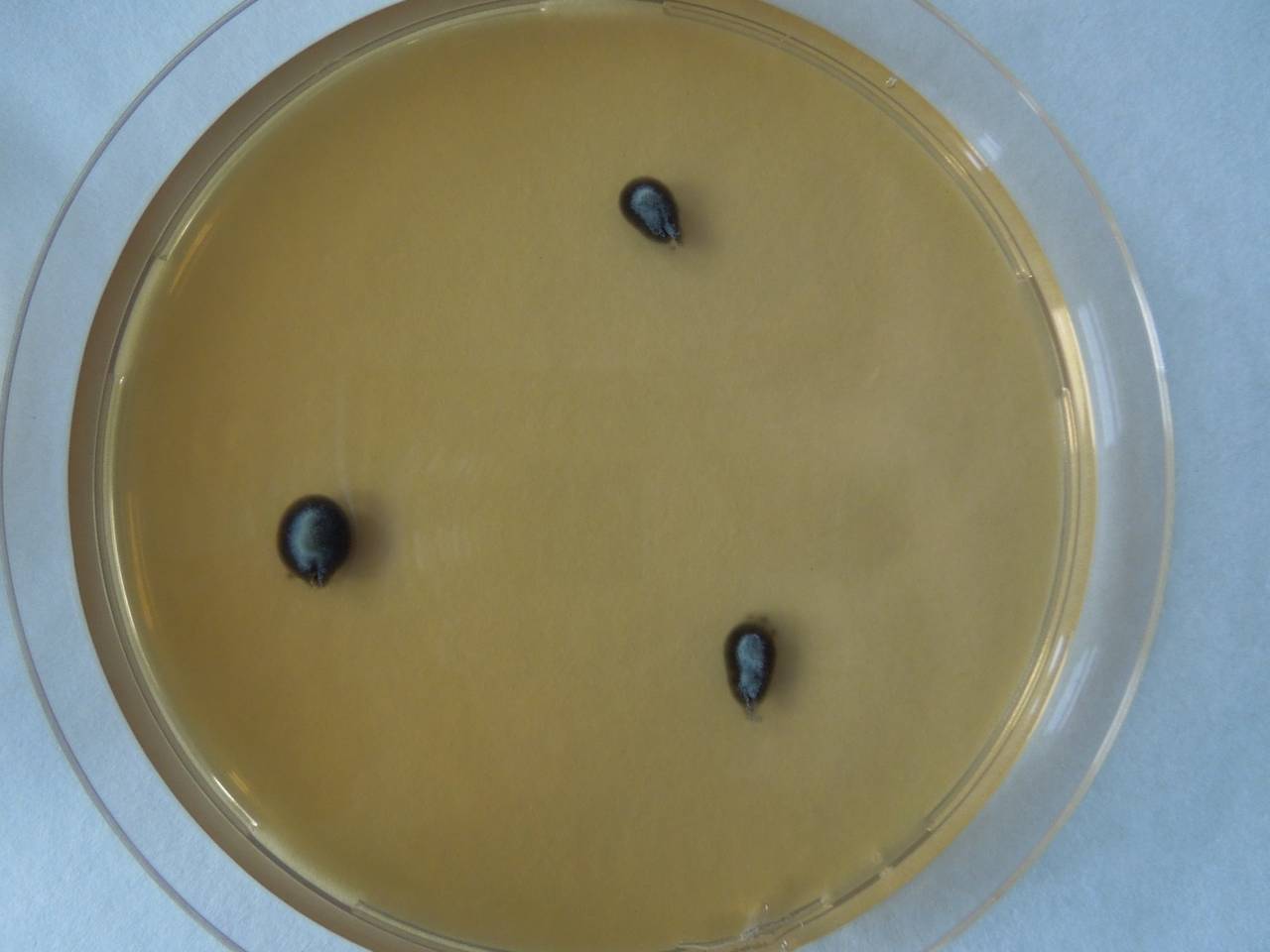 MSU_FS-01658 01, Район Тан Фу (Tân Phú districts), Đồng Nai province (Vietnam)