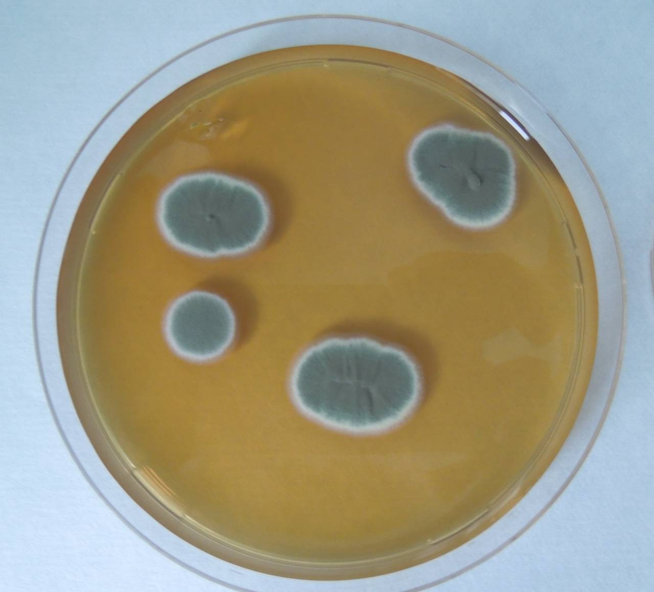 MSU_FS-01667 01, Район Винь Куу (Vĩnh Cửu districts), Đồng Nai province (Vietnam)