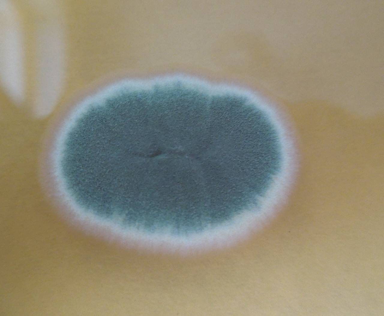 MSU_FS-01667 01, Район Винь Куу (Vĩnh Cửu districts), Đồng Nai province (Vietnam)