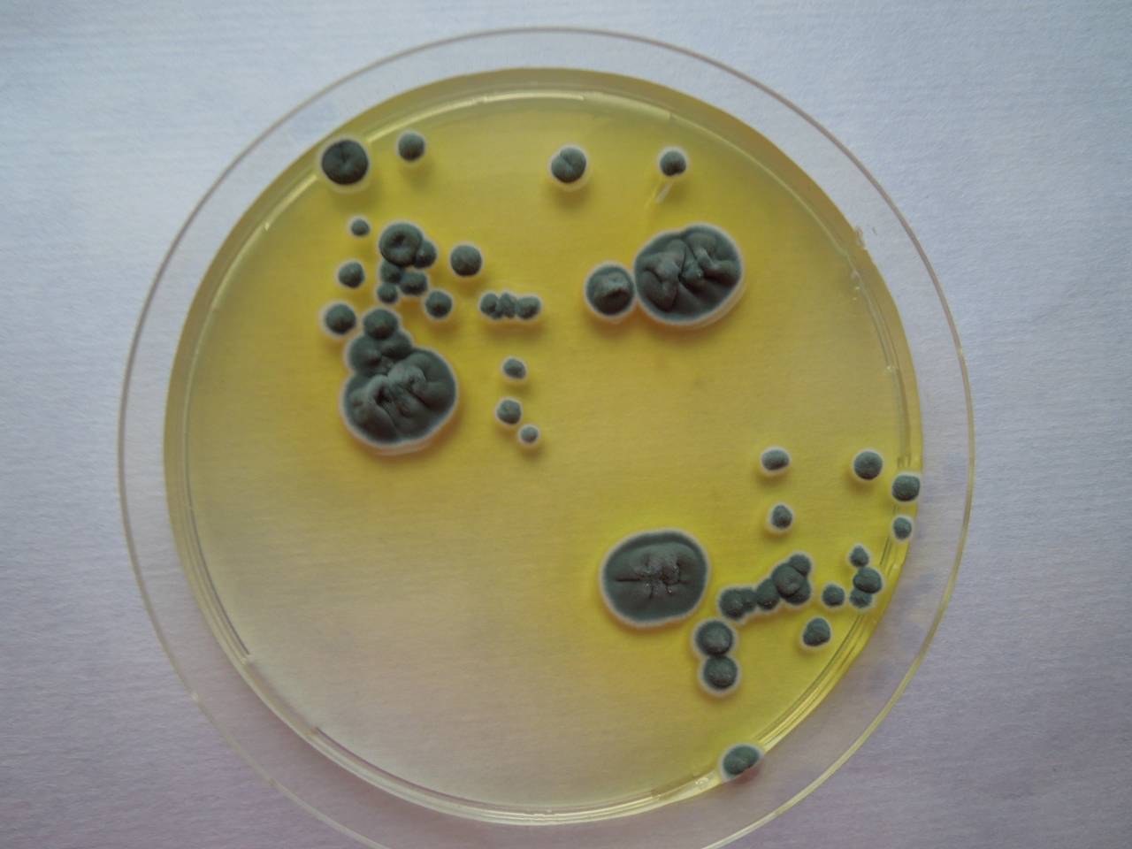 MSU_FS-01670 01, Район Тан Фу (Tân Phú districts), Đồng Nai province (Vietnam)