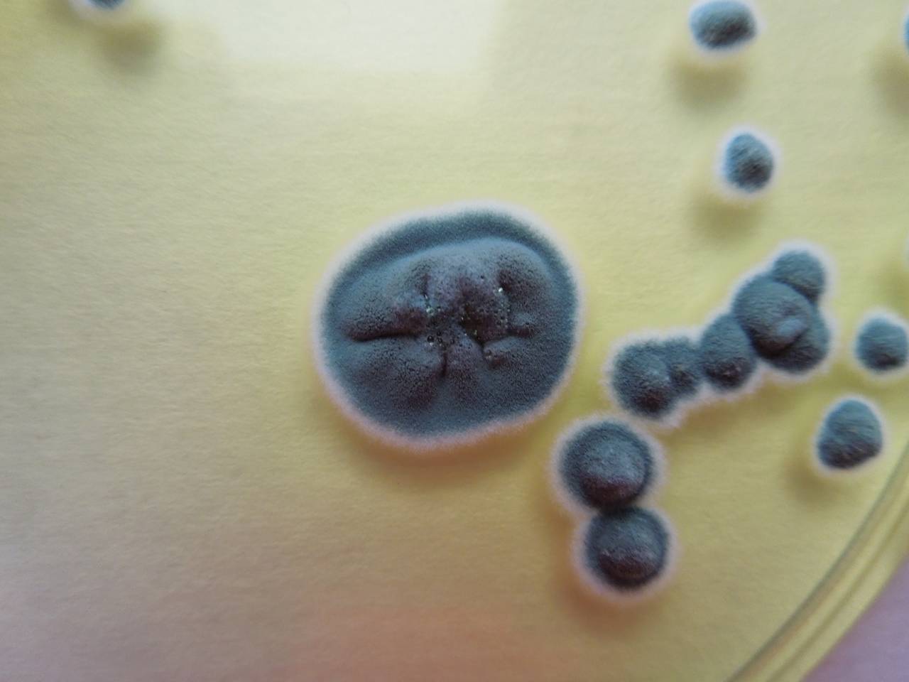 MSU_FS-01670 01, Район Тан Фу (Tân Phú districts), Đồng Nai province (Vietnam)