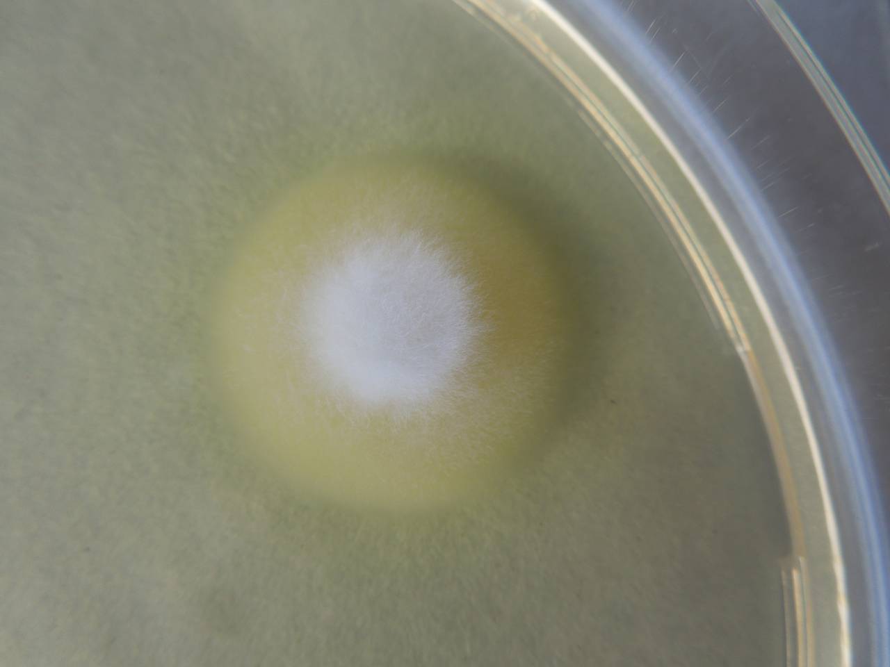 MSU_FS-01808 01, Район Бу Зяп (Bù Gia Mập district), Bình Phước province (Vietnam)