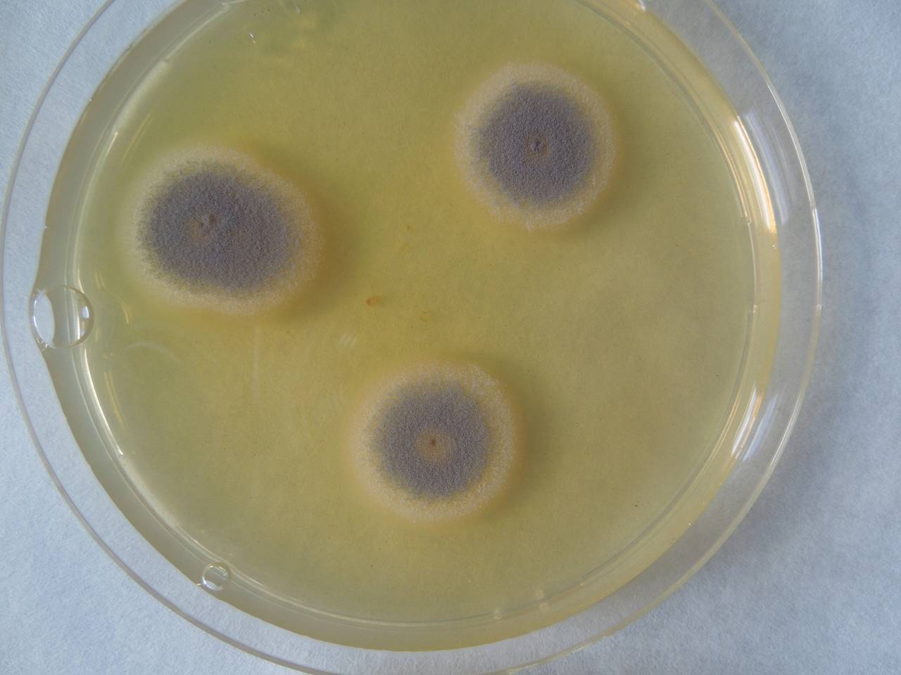 MSU_FS-01809 01, Район Бу Зяп (Bù Gia Mập district), Bình Phước province (Vietnam)