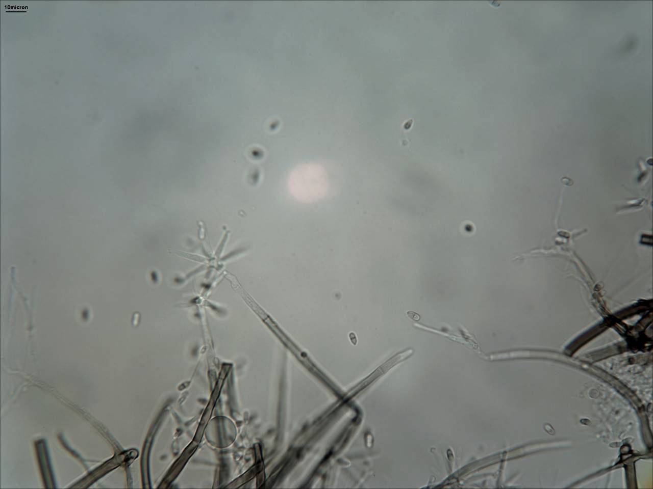 MSU_FS-01809 01, Район Бу Зяп (Bù Gia Mập district), Bình Phước province (Vietnam)