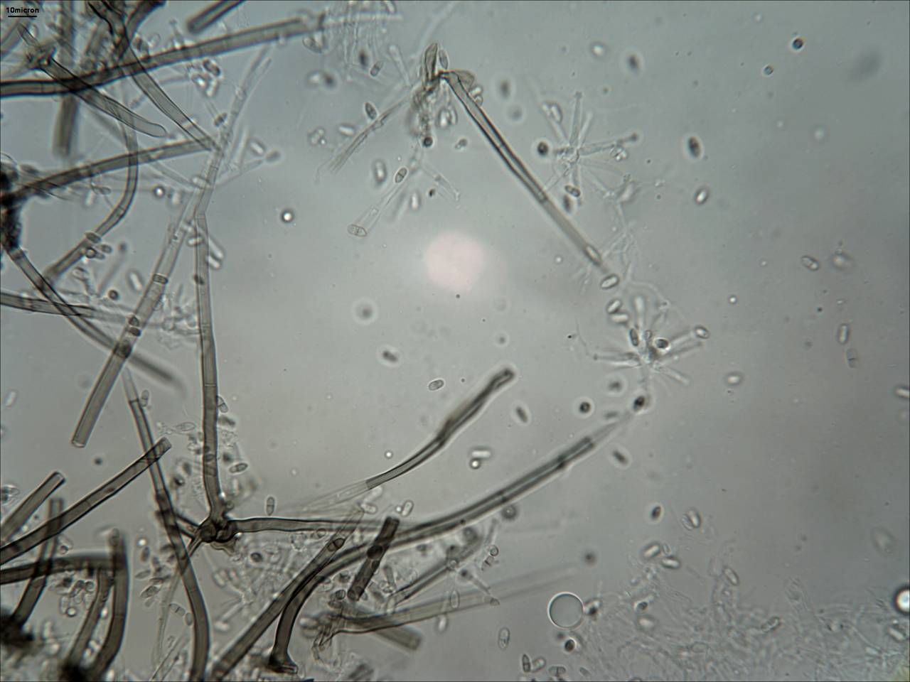 MSU_FS-01809 01, Район Бу Зяп (Bù Gia Mập district), Bình Phước province (Vietnam)