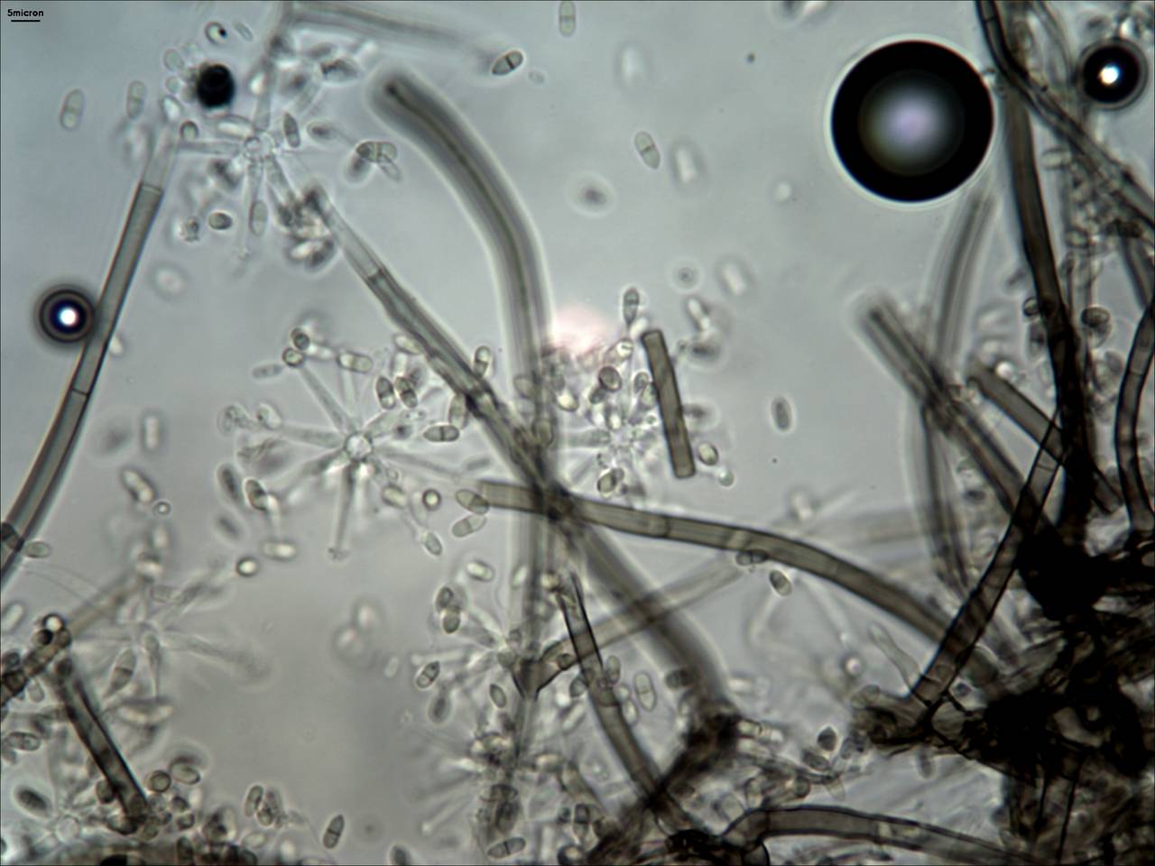 MSU_FS-01809 01, Район Бу Зяп (Bù Gia Mập district), Bình Phước province (Vietnam)