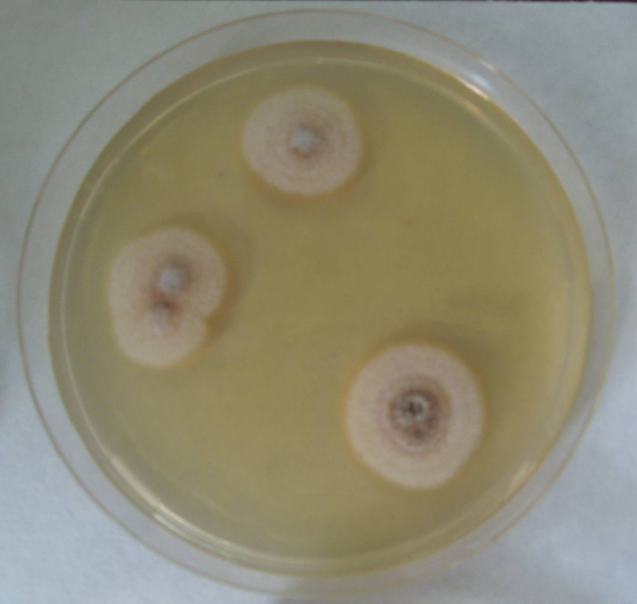 MSU_FS-01810 01, Район Бу Зяп (Bù Gia Mập district), Bình Phước province (Vietnam)