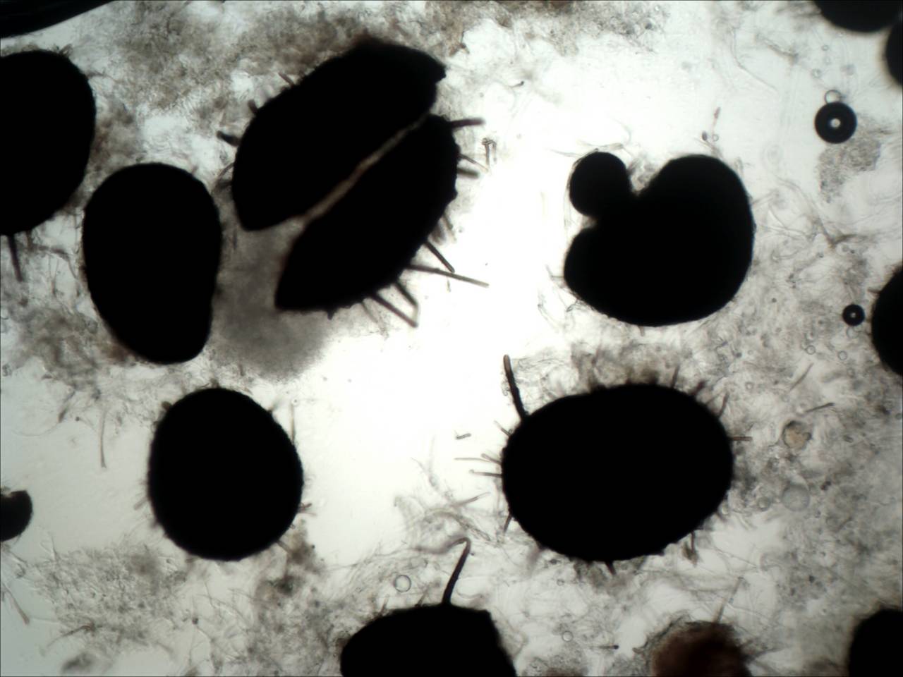 MSU_FS-01810 01, Район Бу Зяп (Bù Gia Mập district), Bình Phước province (Vietnam)