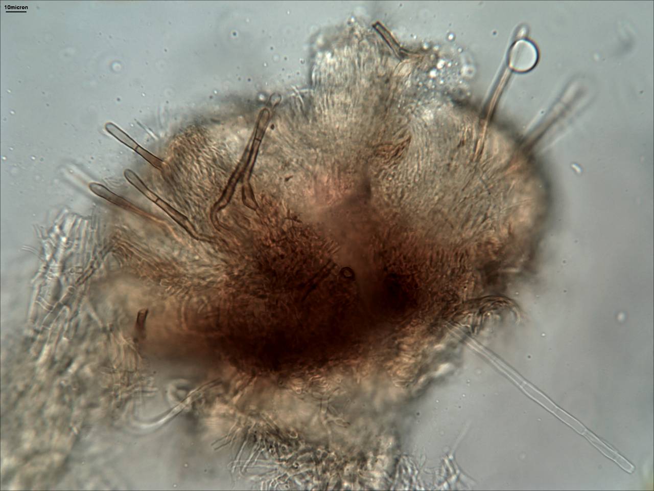 MSU_FS-01810 01, Район Бу Зяп (Bù Gia Mập district), Bình Phước province (Vietnam)