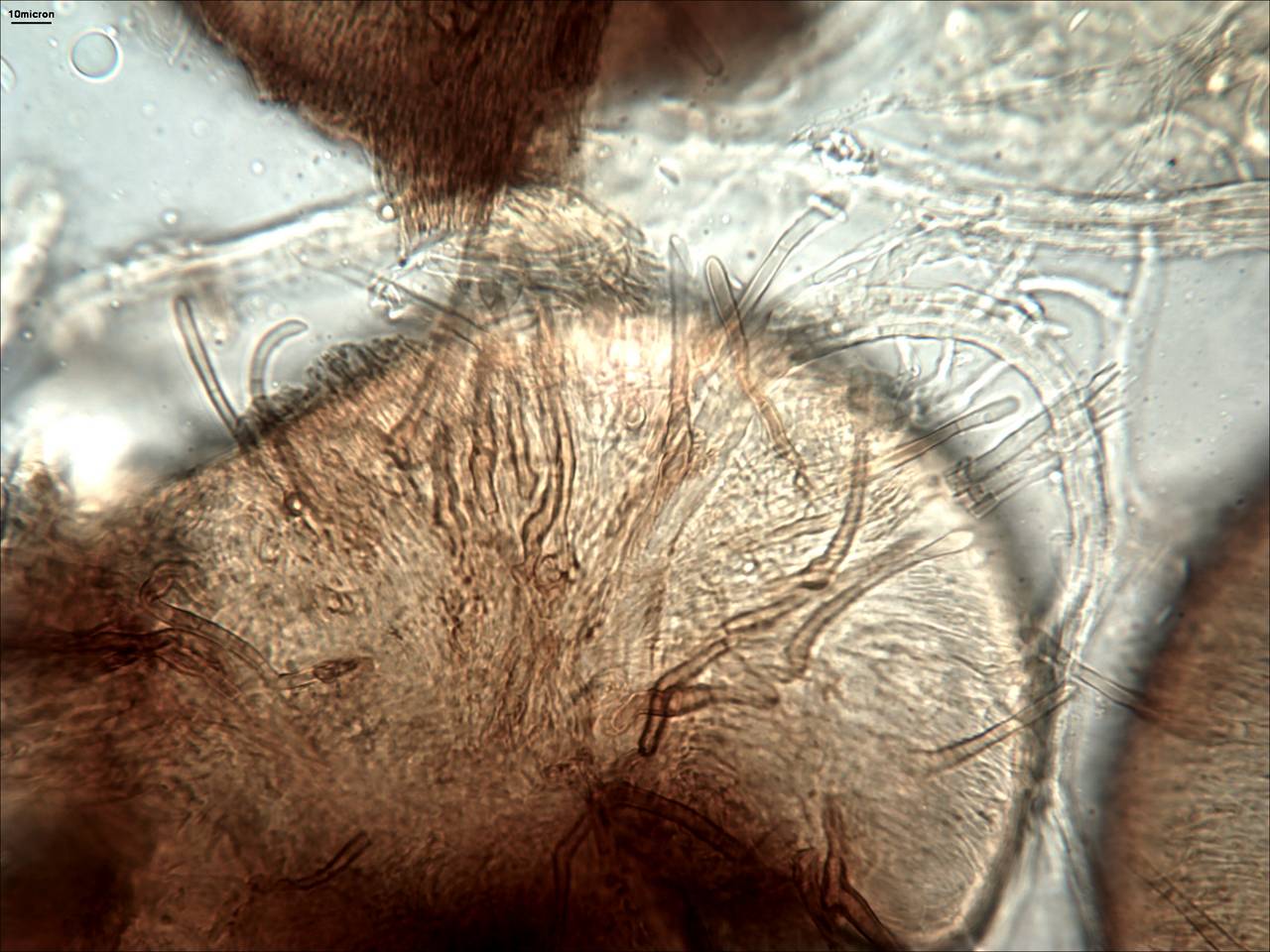 MSU_FS-01810 01, Район Бу Зяп (Bù Gia Mập district), Bình Phước province (Vietnam)