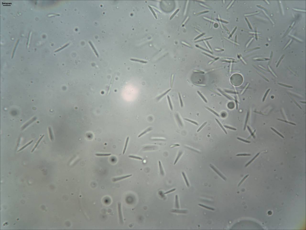 MSU_FS-01810 01, Район Бу Зяп (Bù Gia Mập district), Bình Phước province (Vietnam)