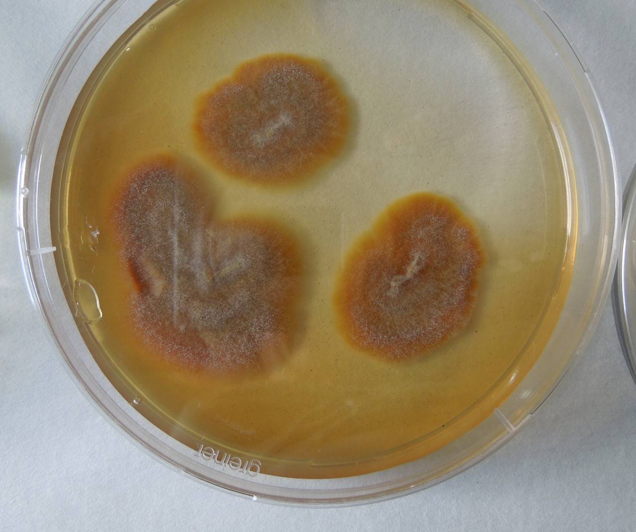 MSU_FS-01817, Район Бу Зяп (Bù Gia Mập district), Bình Phước province (Vietnam)