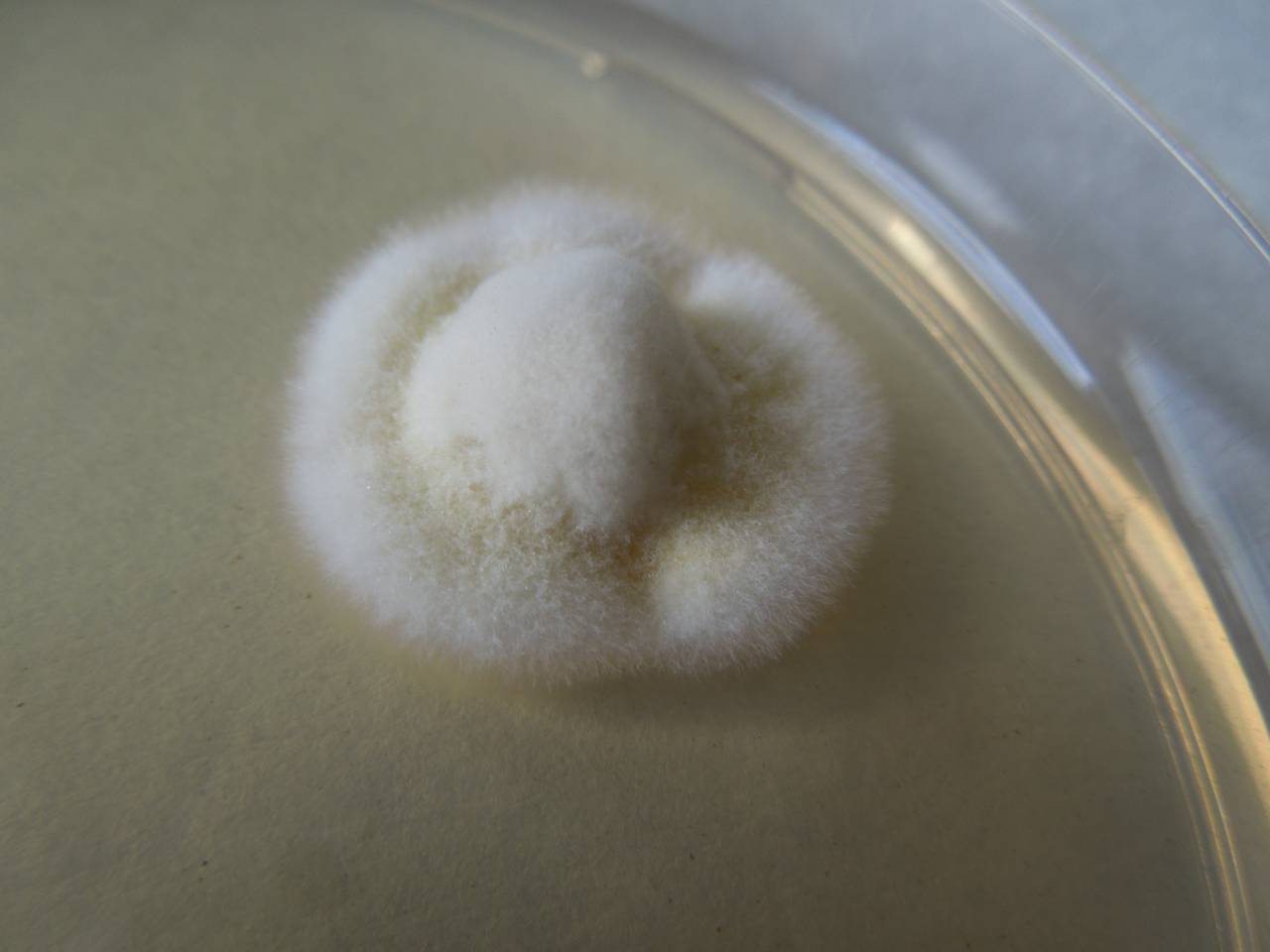 MSU_FS-01832, Район Бу Зяп (Bù Gia Mập district), Bình Phước province (Vietnam)