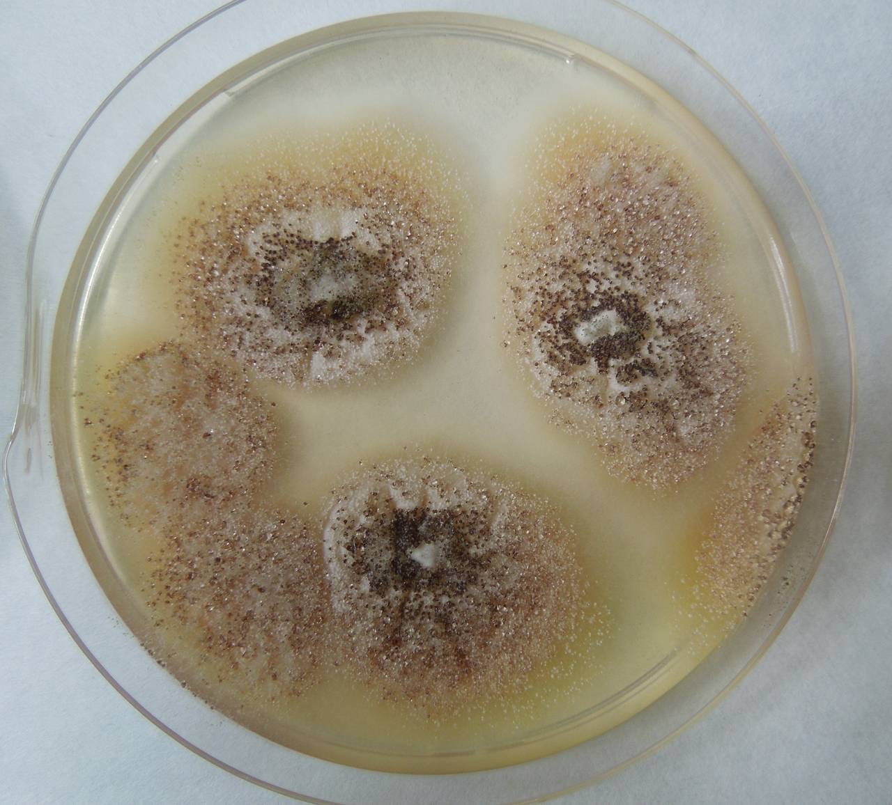 MSU_FS-01833 01, Район Бу Зяп (Bù Gia Mập district), Bình Phước province (Vietnam)