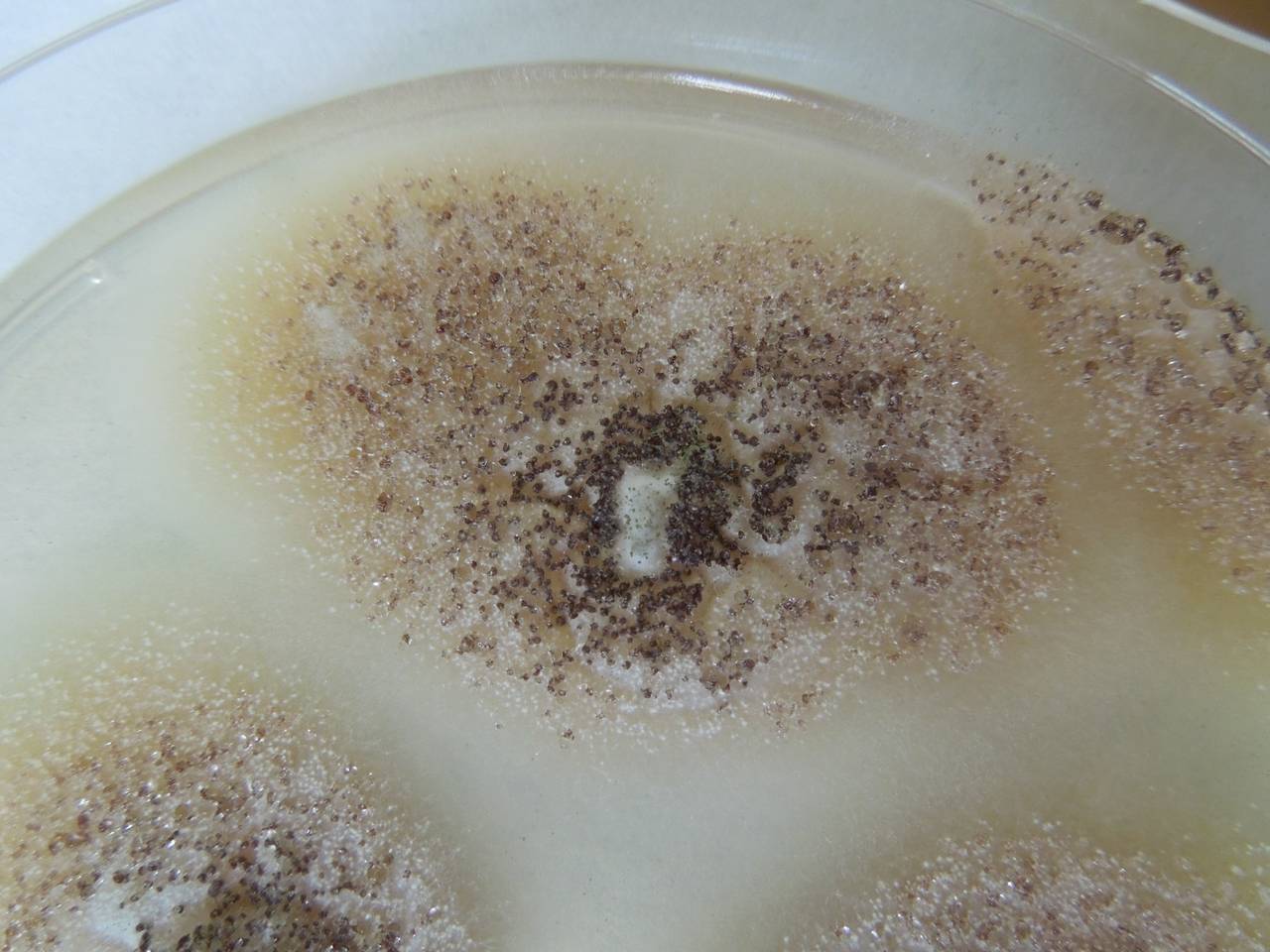 MSU_FS-01833 01, Район Бу Зяп (Bù Gia Mập district), Bình Phước province (Vietnam)