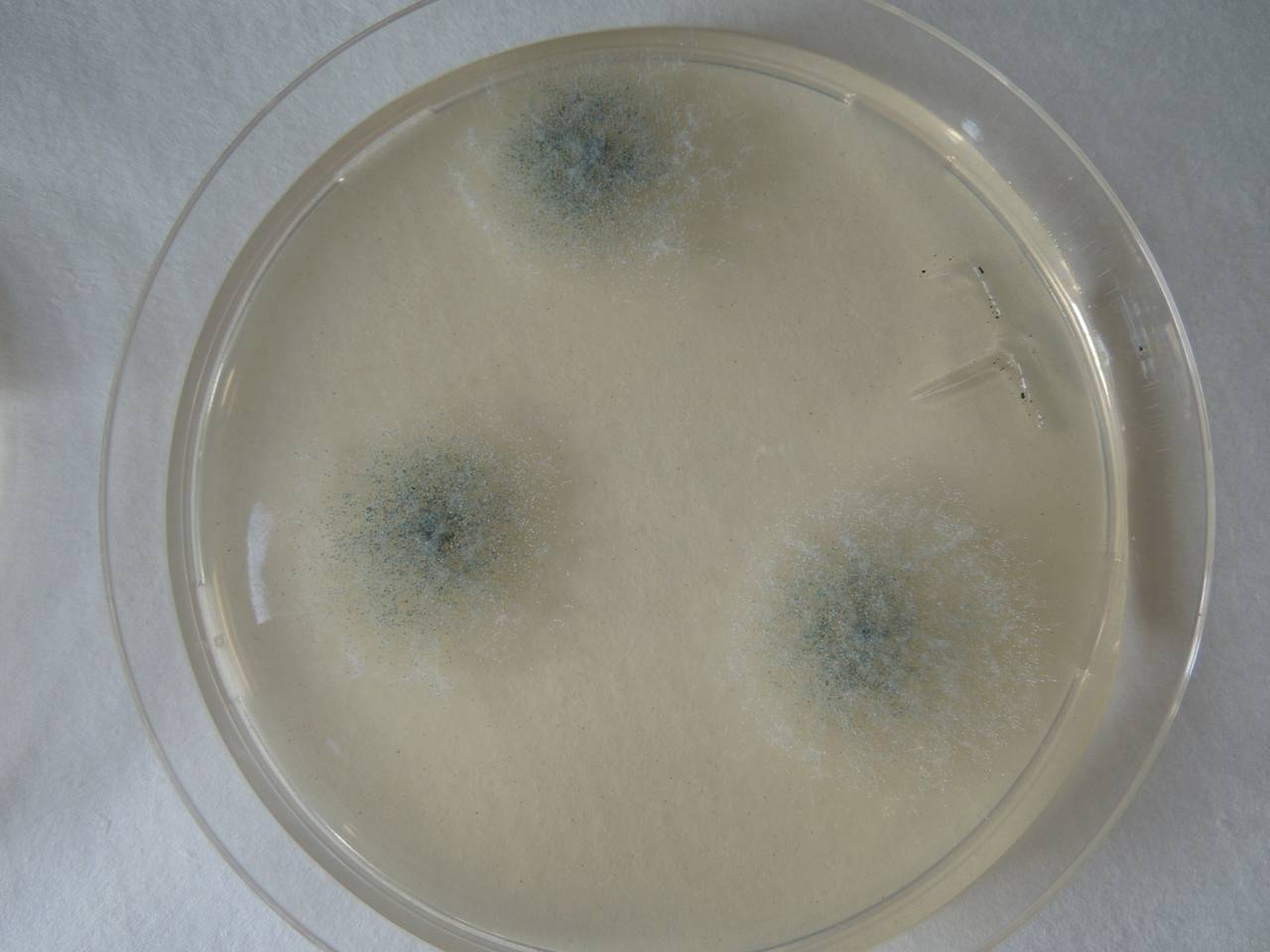 MSU_FS-01834 01, Район Бу Зяп (Bù Gia Mập district), Bình Phước province (Vietnam)