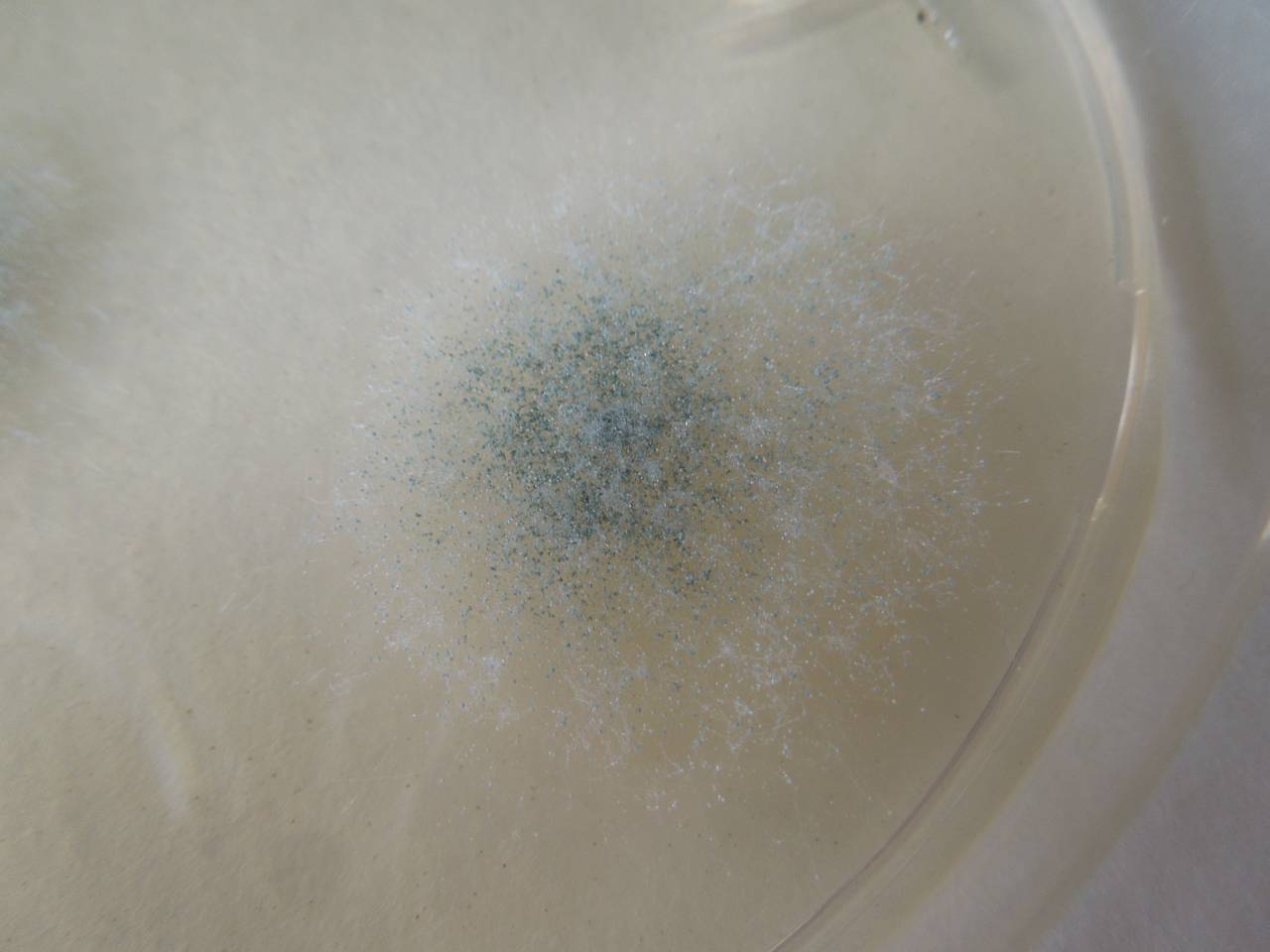 MSU_FS-01834 01, Район Бу Зяп (Bù Gia Mập district), Bình Phước province (Vietnam)