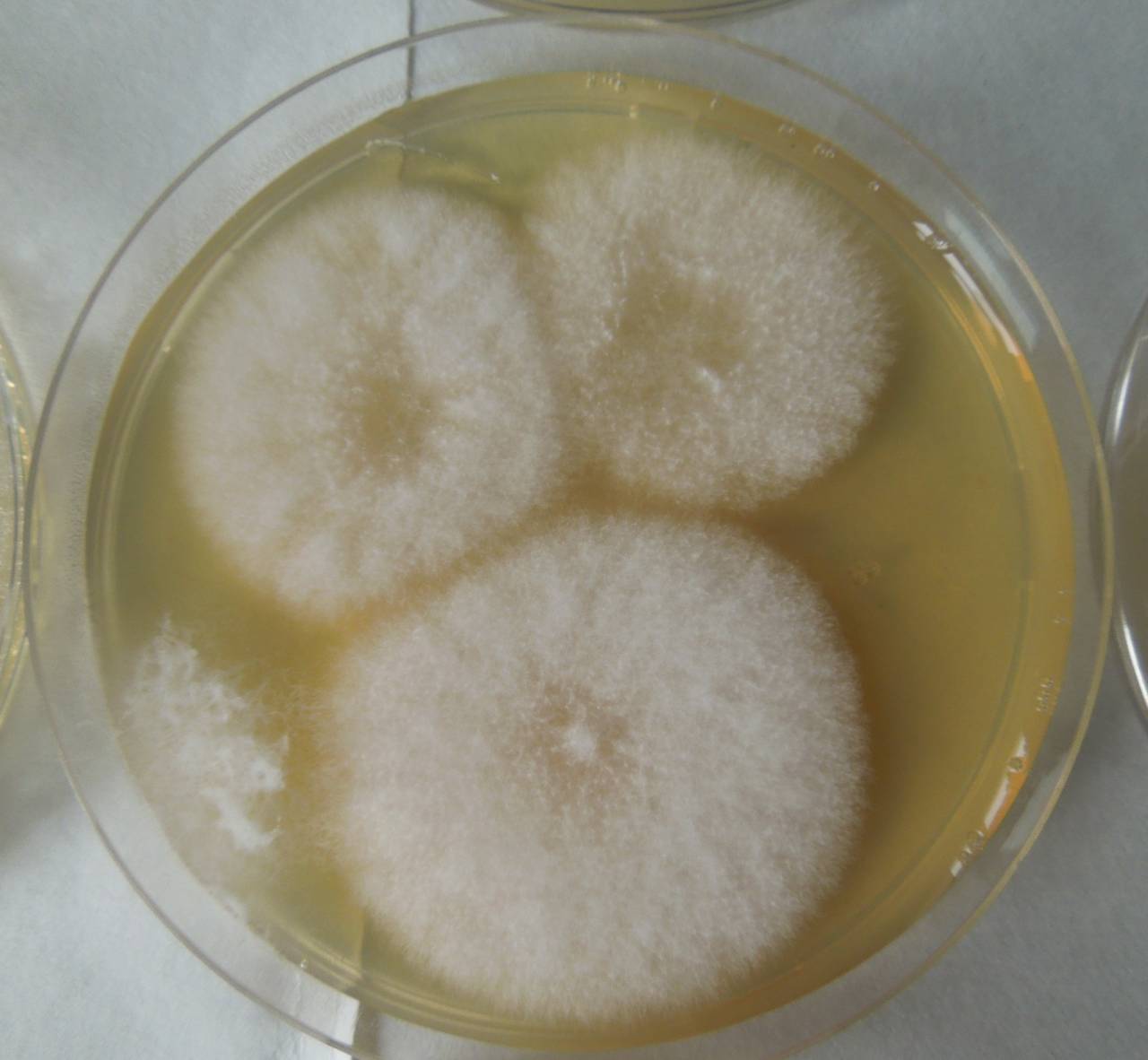 MSU_FS-01850, Район Бао Лам (Bảo Lâm district), Lâm Đồng province (Vietnam)