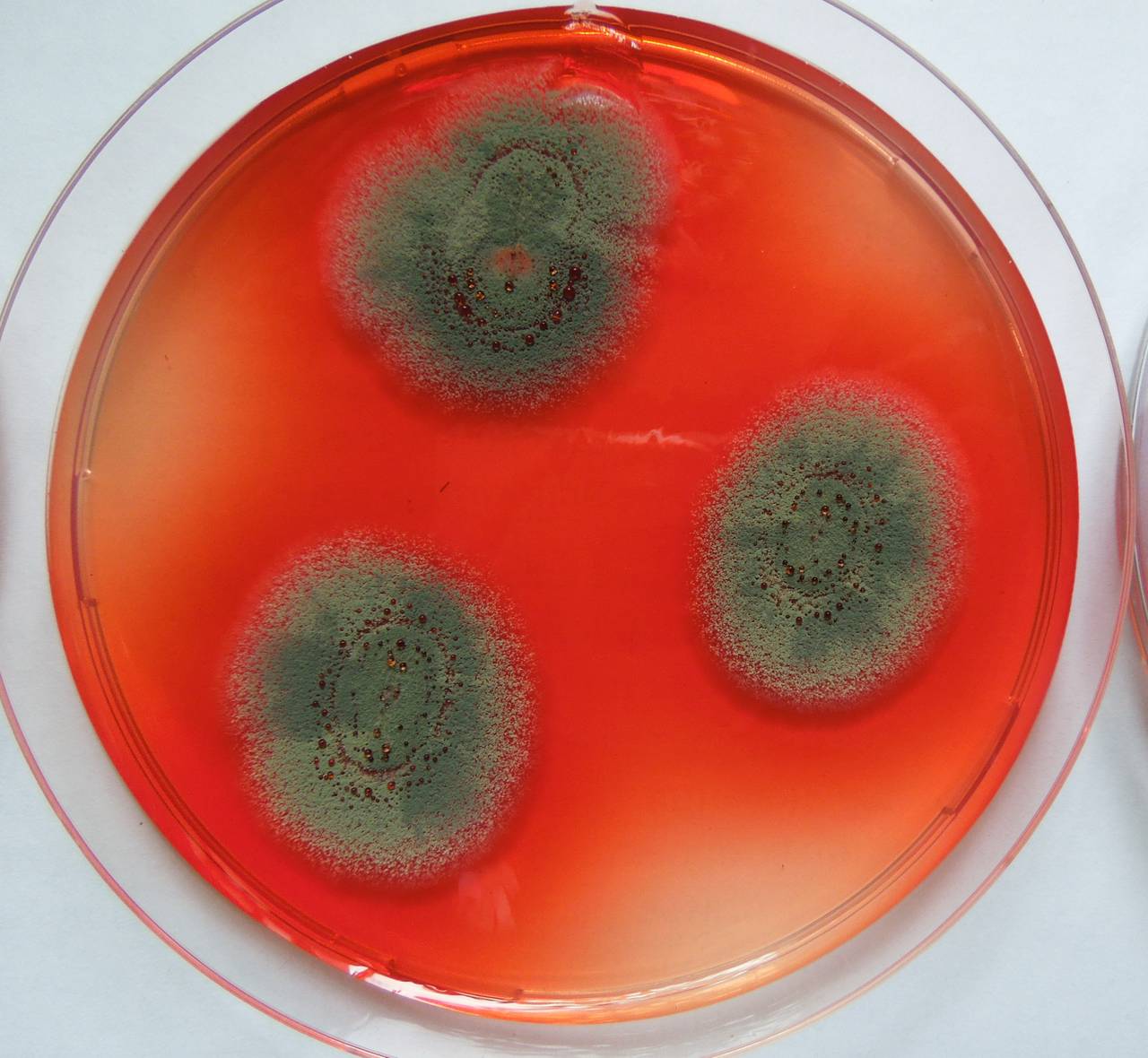 MSU_FS-01875 01, Район Бу Зяп (Bù Gia Mập district), Bình Phước province (Vietnam)