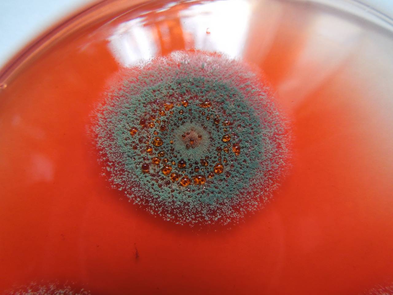 MSU_FS-01875 01, Район Бу Зяп (Bù Gia Mập district), Bình Phước province (Vietnam)