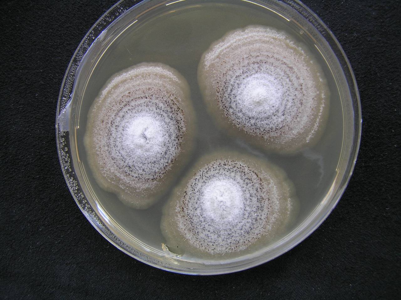 MSU_FS-01899, Район Бу Зяп (Bù Gia Mập district), Bình Phước province (Vietnam)