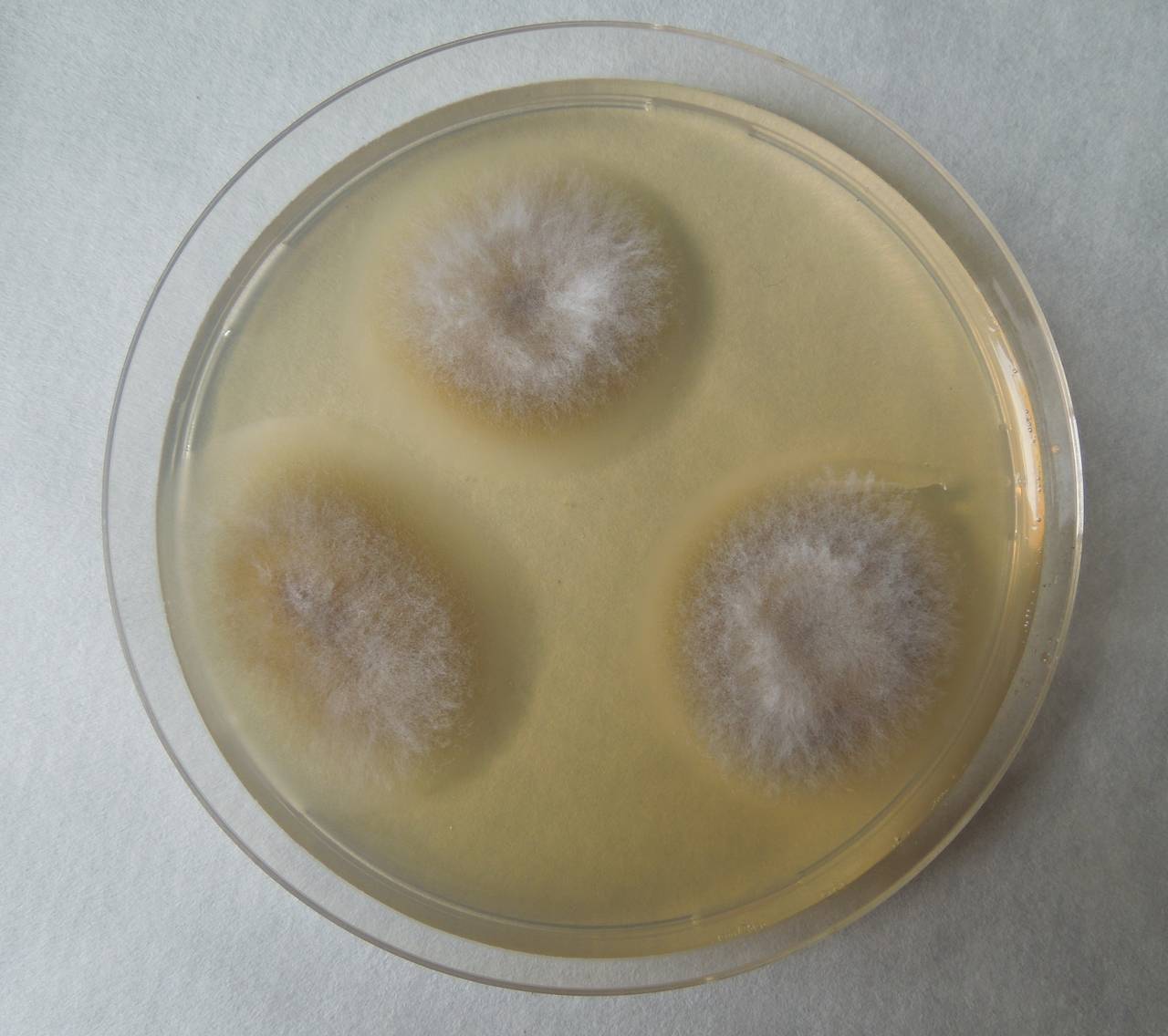 MSU_FS-01914, Район Лак (Lắk district), Đắk Lắk province (Vietnam)