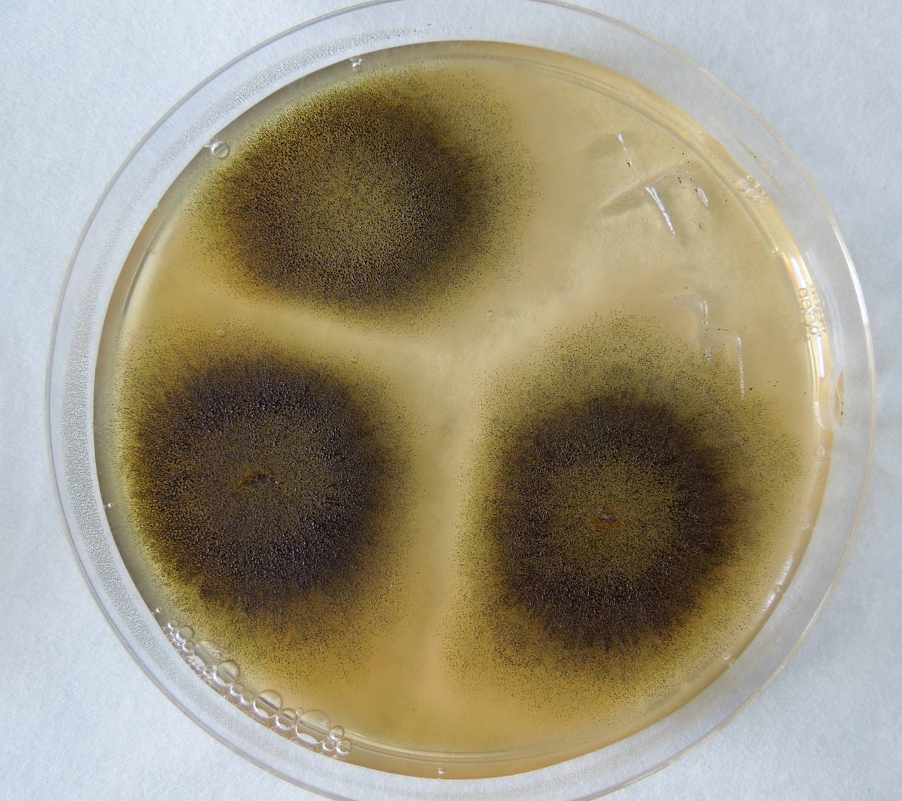 MSU_FS-01937 01, Район Бу Зяп (Bù Gia Mập district), Bình Phước province (Vietnam)