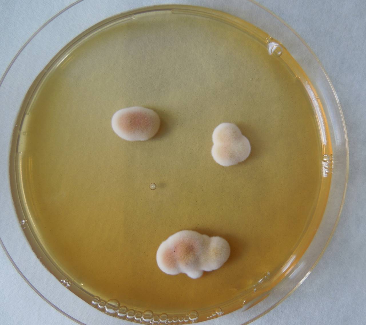 MSU_FS-01944, Район Бу Зяп (Bù Gia Mập district), Bình Phước province (Vietnam)