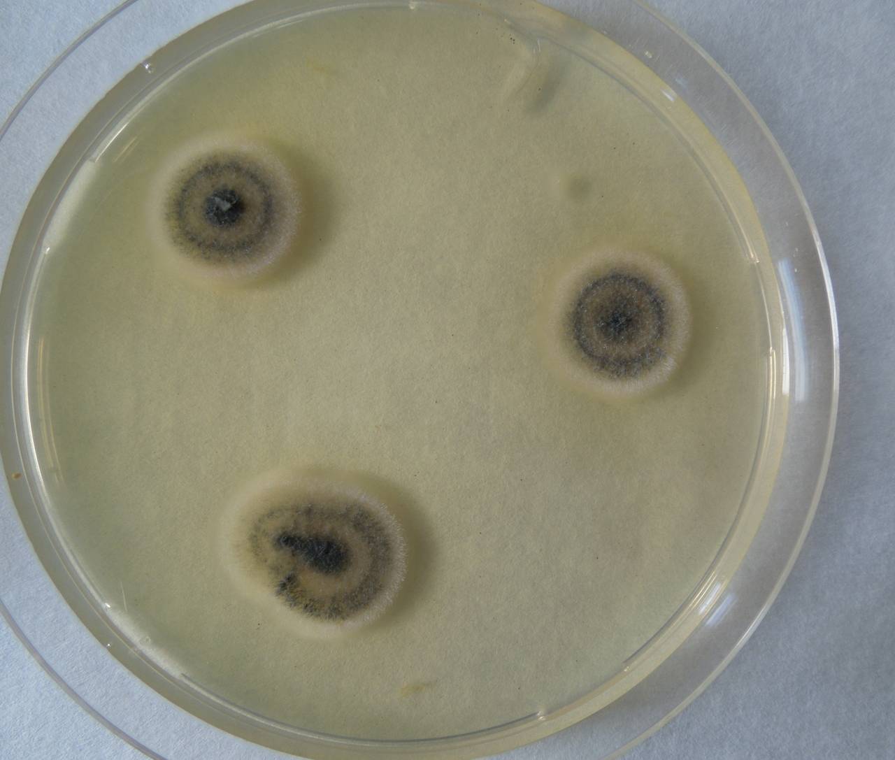 MSU_FS-01971 01, Район Бу Зяп (Bù Gia Mập district), Bình Phước province (Vietnam)