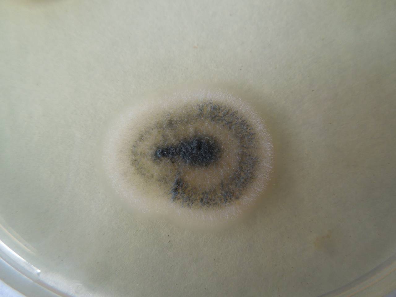 MSU_FS-01971 01, Район Бу Зяп (Bù Gia Mập district), Bình Phước province (Vietnam)