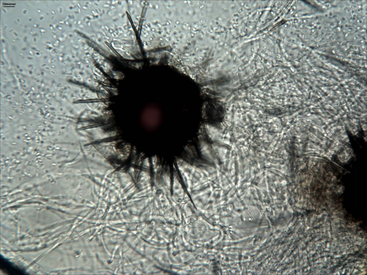 MSU_FS-02077 01, Район Лак Дыонг (Lạc Dương district), Lâm Đồng province (Vietnam)