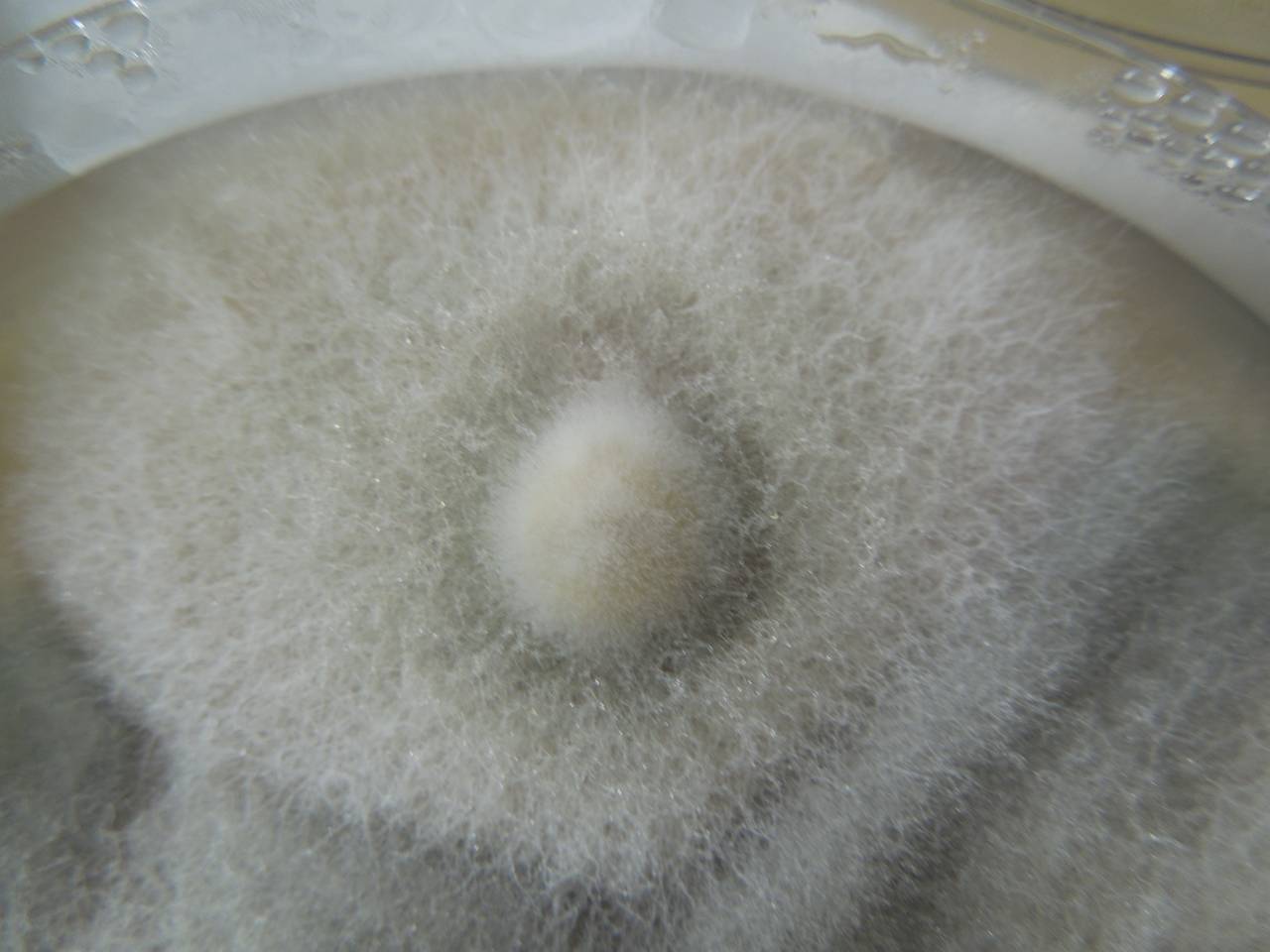 MSU_FS-02146, Район Лак (Lắk district), Đắk Lắk province (Vietnam)