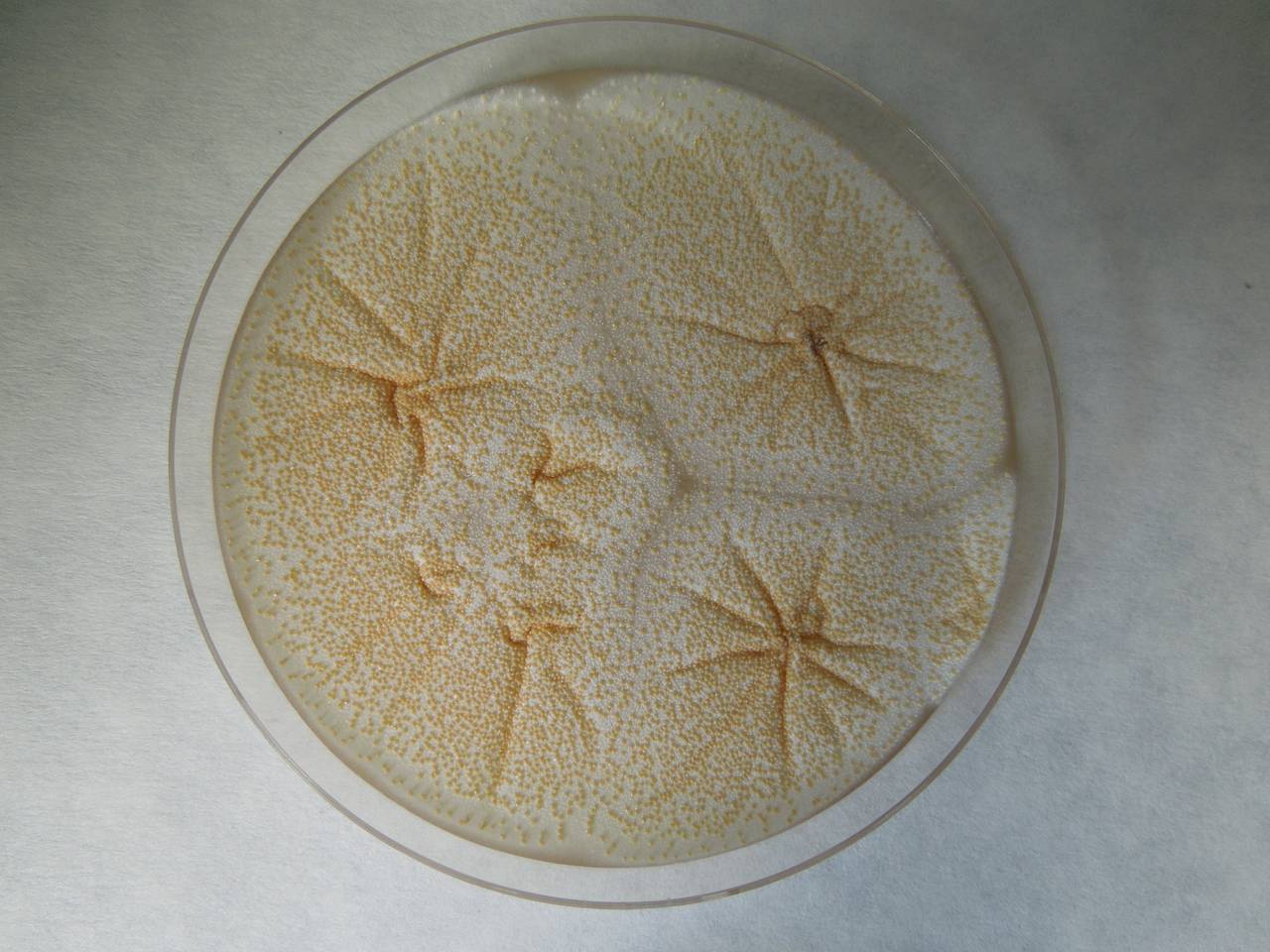 MSU_FS-02154 01, Район Быон Дон (Buôn Đôn district), Đắk Lắk province (Vietnam)