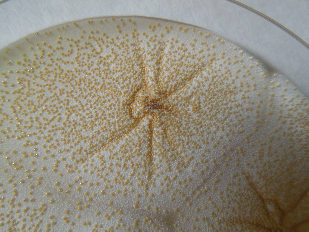 MSU_FS-02154 01, Район Быон Дон (Buôn Đôn district), Đắk Lắk province (Vietnam)