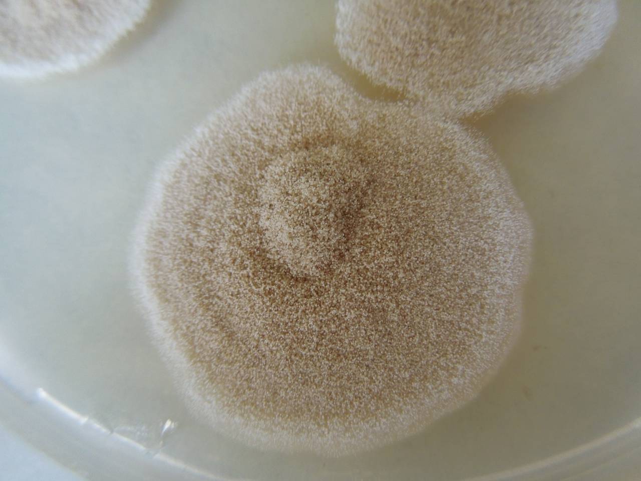 MSU_FS-02156 01, Район Тан Шон (Thanh Sơn district), Bến Tre Province (Vietnam)