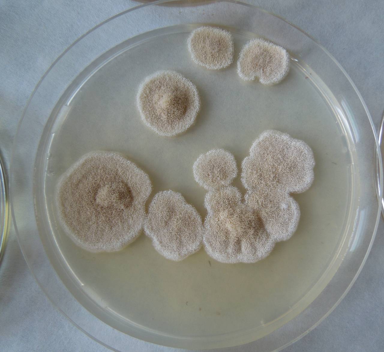 MSU_FS-02156 01, Район Тан Шон (Thanh Sơn district), Bến Tre Province (Vietnam)