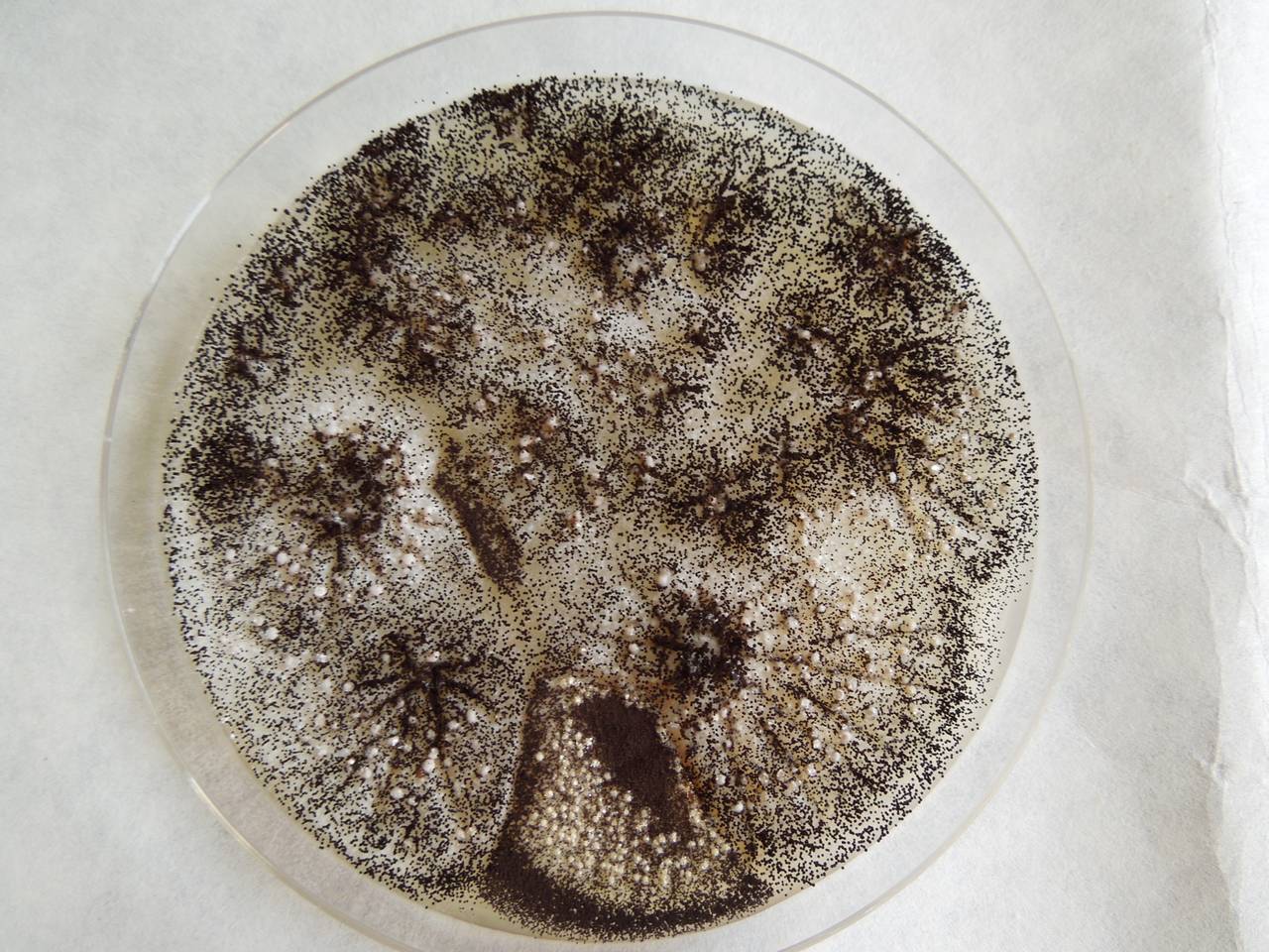 MSU_FS-02165, Район Быон Дон (Buôn Đôn district), Đắk Lắk province (Vietnam)