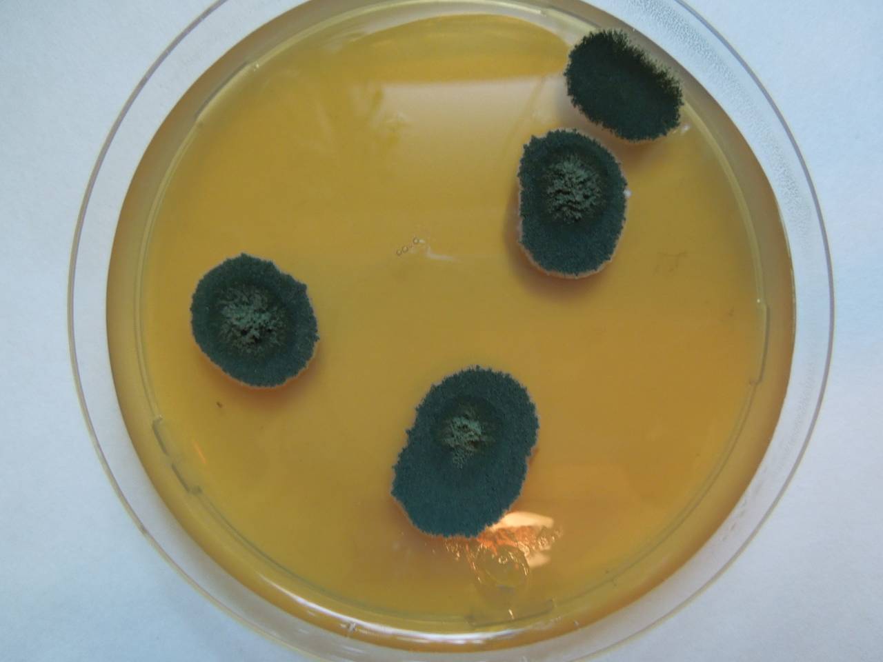 MSU_FS-02166 01, Район Лак (Lắk district), Đắk Lắk province (Vietnam)