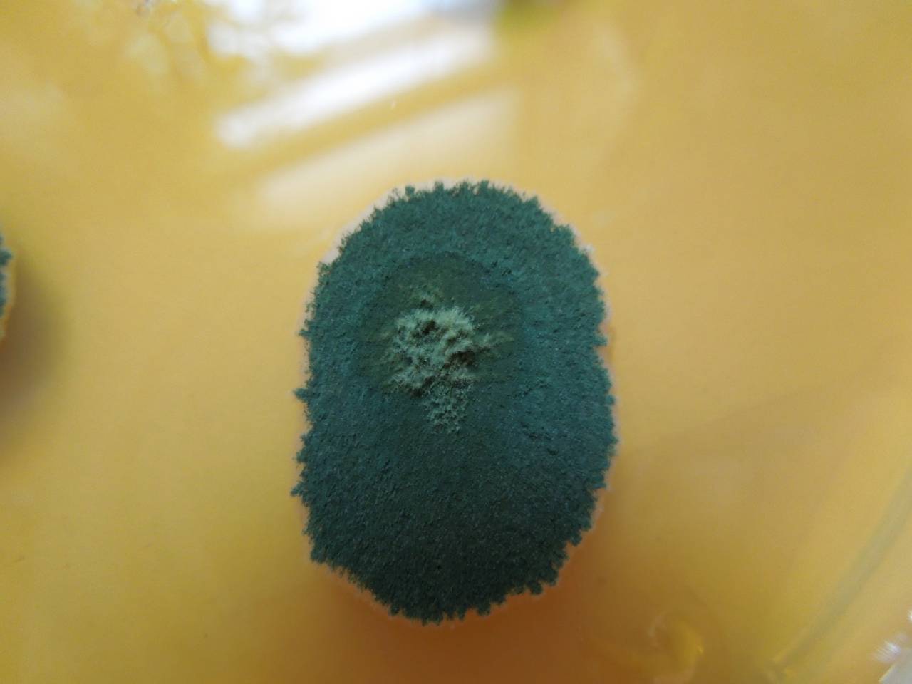 MSU_FS-02166 01, Район Лак (Lắk district), Đắk Lắk province (Vietnam)