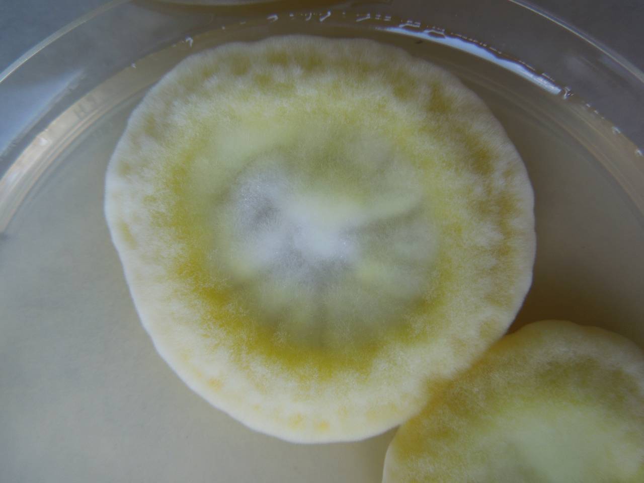 MSU_FS-02177, Район Тан Шон (Thanh Sơn district), Bến Tre Province (Vietnam)