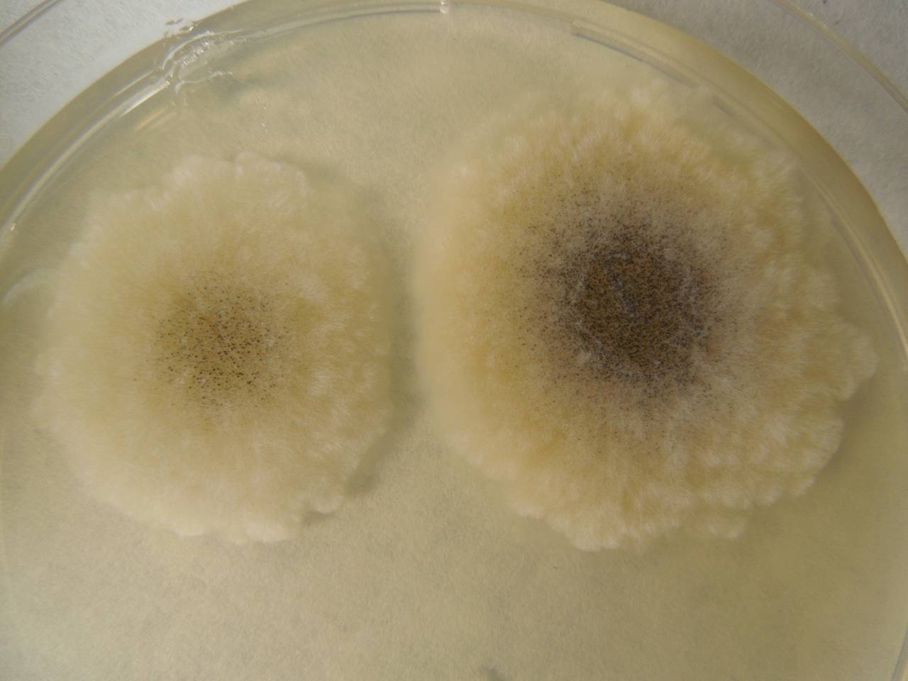 MSU_FS-02178 01, Район Лак (Lắk district), Đắk Lắk province (Vietnam)